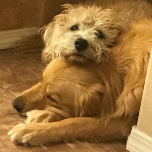 Fundraising Page: Bonnie Sepelak